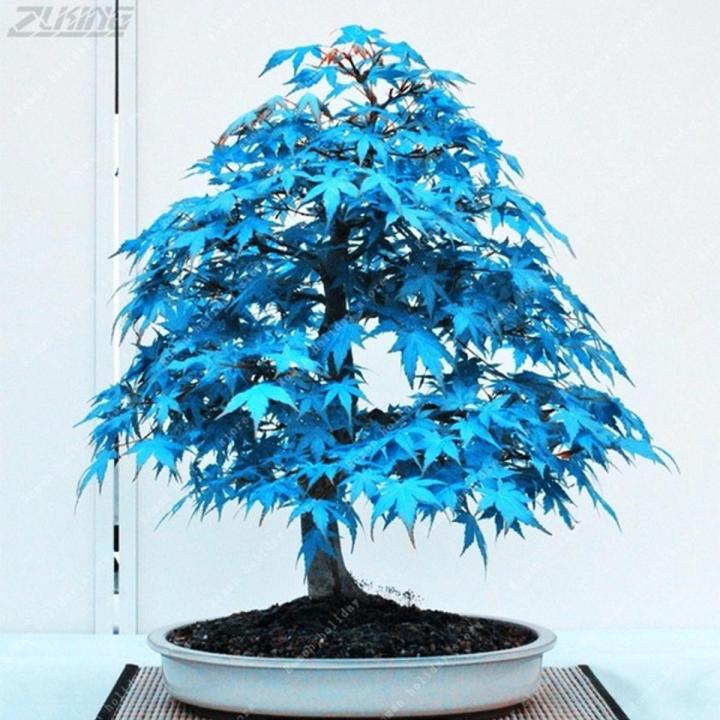 Natural Chinese Rare Blue Maple Bonsai Tree Seeds - 20 Pcs Seeds