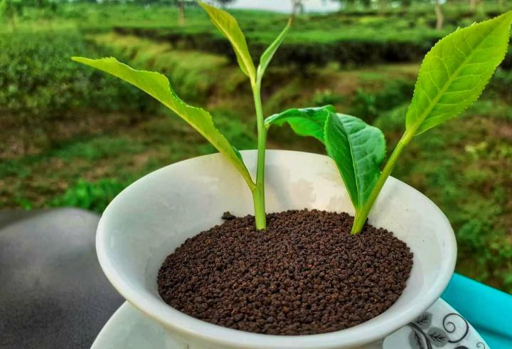 Kohinoor%20Premium%20Sylhet%20Tea%20%E2%80%93%20100%25%20Natural%20Fresh%20Cha%20Pata%20%7C%20Grade%20GBOP%20%7C%20%20Pure%20Aromatic%20Bangladeshi%20Black%20Tea%20%7C%20Perfect%20Morning%20&%20Evening%20Tea%20-%20Image%206