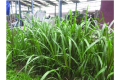 Hybrid Napier Grass Seeds (100+ Seeds).