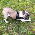Soft flannelette  Harness Lightweight No Pull Pet harness with Padded Reflective Vest Harness for Small and Medium s. 