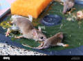 Rat & Mouse Bond Traps, idur Marar CD , Glue Trap 5 Pieces Combo. 