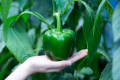 Versatile - Hybrid Green Capsicum Seeds 22 Pices + gift- Tremendously Adaptable and flexible - Indicating Upscale lifestyle.