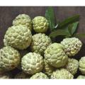 Sharifa Tree Seeds -10 Pcs. 