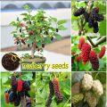 Sweet Black Malberry Fruits Seeds - 20+ Seeds All Season. 