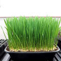 Hybrid MicroGreen Organic wheat Seeds 5gm.