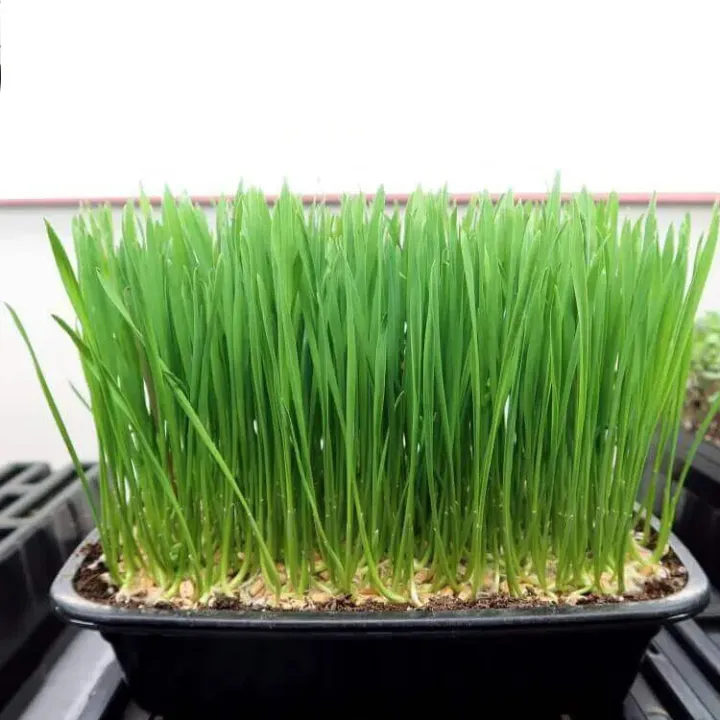 Hybrid%20MicroGreen%20Organic%20wheat%20Seeds%205gm%20-%20Image%202