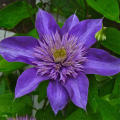 50 Pcs/Pack Clematis Seeds Potted Clematis Flower Garden Ornamental Plants. 