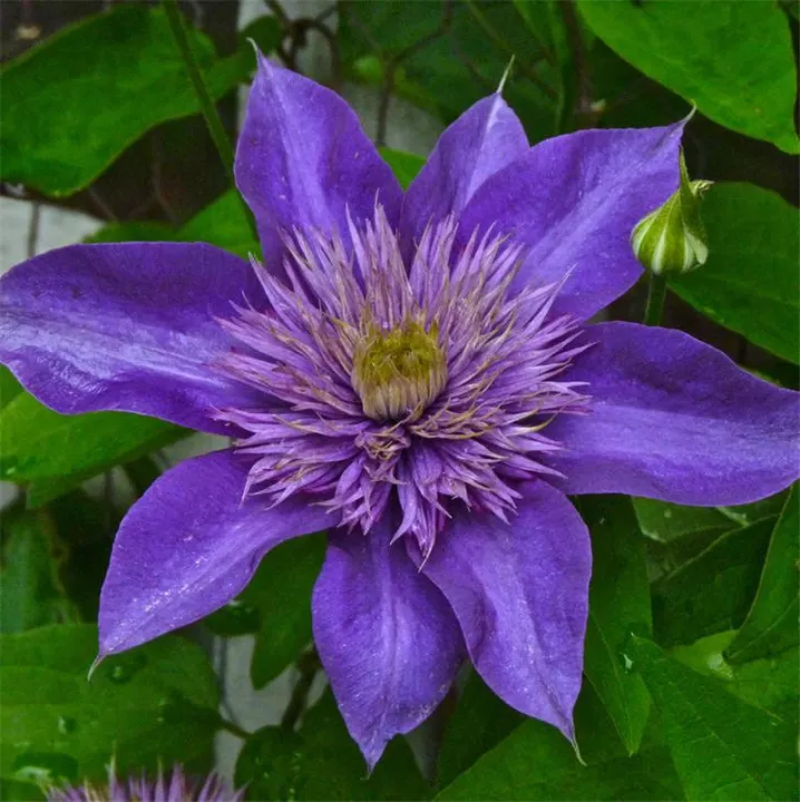 50%20Pcs/Pack%20Clematis%20Seeds%20Potted%20Clematis%20Flower%20Garden%20Ornamental%20Plants%20-%20Image%202
