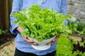 100+Pcs -Home garden plant Lettuce Grand Rapid Seeds Easy to Grow. 