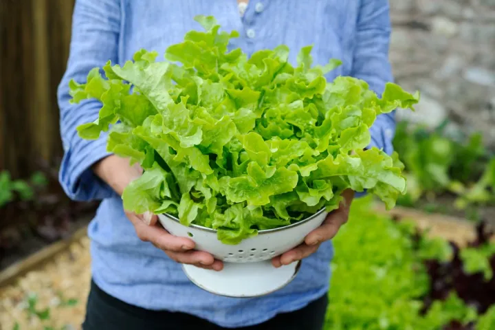 100+Pcs%20-Home%20garden%20plant%20Lettuce%20Grand%20Rapid%20Seeds%20Easy%20to%20Grow%20-%20Image%204