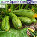 Squash Seed 10 pcs Hybrid - Mix Color - স্কোয়াশ বীজ. 