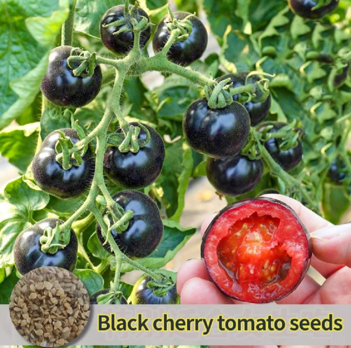 Black Beauty Cerry Tomato - 33+ Seeds All Season