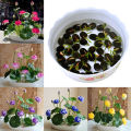 Exceptional Quality - Sholdnat 5 Piece Seed Dwarf Padma Flower Mixed Color Small Water Lily Flower Seed Aquatic Plant - Sustainable Option.
