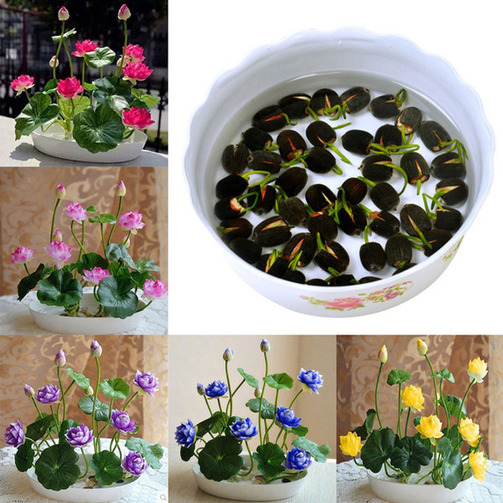 Exceptional%20Quality%20-%20Sholdnat%205%20Piece%20Seed%20Dwarf%20Padma%20Flower%20Mixed%20Color%20Small%20Water%20Lily%20Flower%20Seed%20Aquatic%20Plant%20-%20Sustainable%20Option%20-%20Image%204