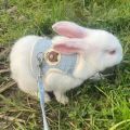 Newest Cute Rabbit Harness and Leash Set Bunny Pet Accessories Vest Harnesses Rabbit Leashes for Outdoor Walking Pets Supplies. 