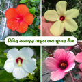 Mesta-Joba Flowers Seeds, Hybrid, Multicolor 10 Pices. 