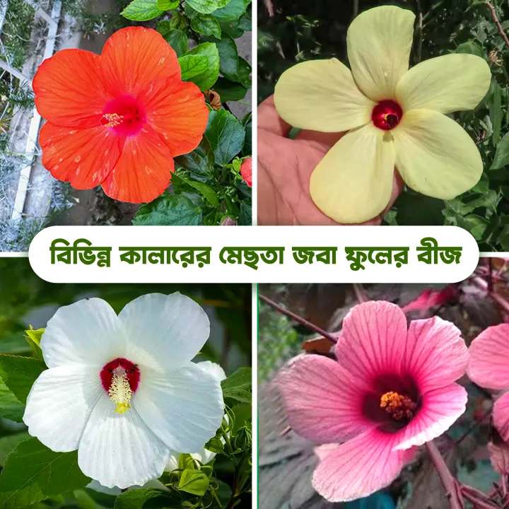 Mesta-Joba%20Flowers%20Seeds,%20Hybrid,%20Multicolor%2010%20Pices%20-%20Image%202