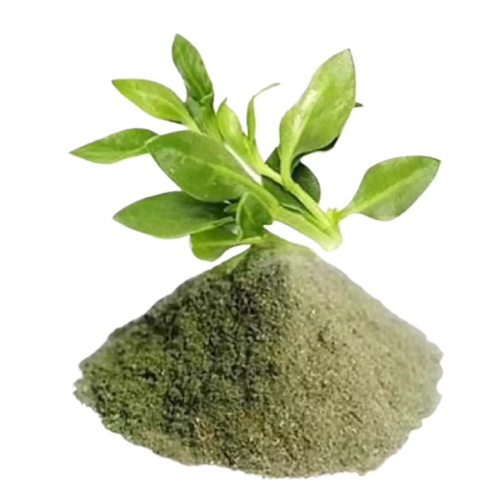 Kalomegh%20Powder%20-%20100gm%20-%20Kalo%20Megh%20Powder%20-%20Gura%20-%20Image%203