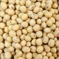Soybean seeds 1 kg.