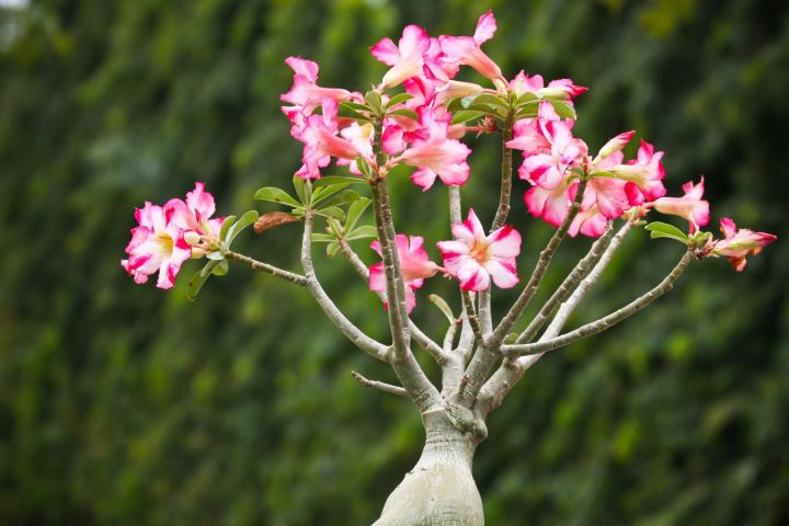 Adenium%20Flower%20Bonsai%20Small%20Plant%20-%2001%20pcs%20Mixed%20Color%20Flower%204%20Month%20Age%20Plant%20-%20Image%208