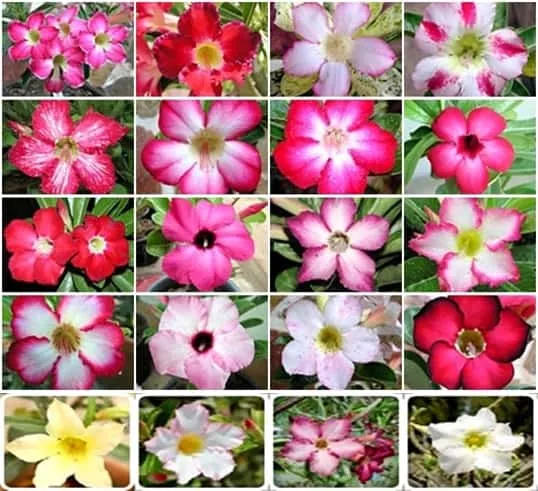 Bonsai%20Multicolor%20Single%20Petal%20Adenium%20Obseum%20Tree%20Seeds%20-%205pcs%20Seeds%20-%20Image%205