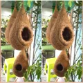 Bird Nest-Babui Pakhir Basa 1 Pcs. 