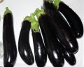 China Hybrid Brinjal Begun Eggplant Seed 30 Piece (লম্বা বেগুন বীজ). 