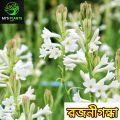 Rojonigondha Tuberose Flower Plant [2 Piece Bulb] MI's Plants. 