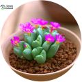 10 Pcs Lithops Flores Succulent Seeds - 10 Pcs Seeds.