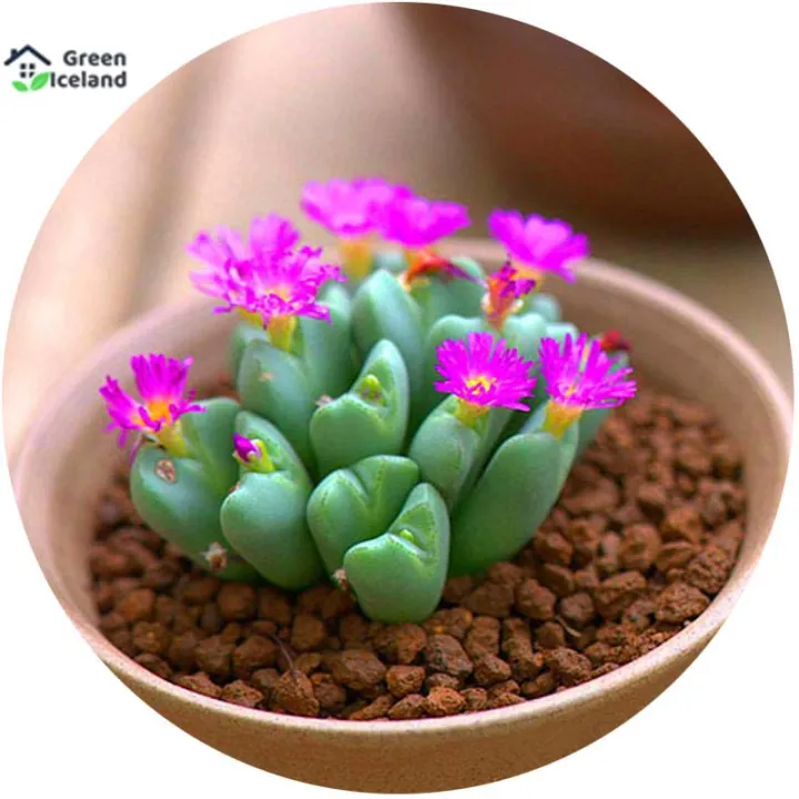 10%20Pcs%20Lithops%20Flores%20Succulent%20Seeds%20-%2010%20Pcs%20Seeds%20-%20Image%202