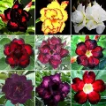 5 Pcs Bonsai Multicolor Single Petal Adenium Obseum Seeds - 5pcs. 
