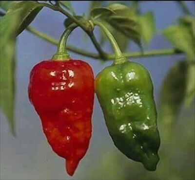 25+ Pse Intack pack Naga Mirch Morich Seeds