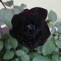 Black Rose Flowers seeds 16pics + Gift. 