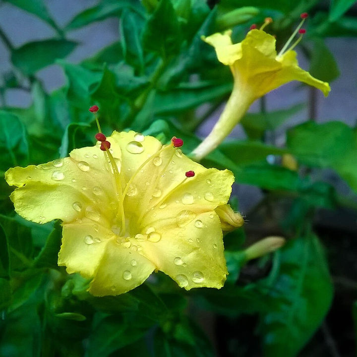 Sondha%20Maloti%20Flower%20Seeds%20I%20Mirabilis%20Jalapa%20I%20Marvel%20of%20Peru%20Seed%20I%20Four%20o'clock%20Flower%20Seed%20(10%20Pieces)%20-%20Image%202