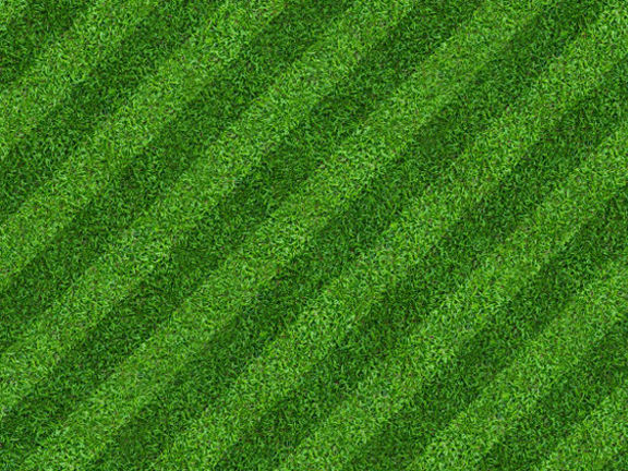 Lawn%20Grass%20(%E0%A6%95%E0%A6%BE%E0%A6%B0%E0%A7%8D%E0%A6%AA%E0%A7%87%E0%A6%9F%20%E0%A6%98%E0%A6%BE%E0%A6%B8)%20Seed/%E0%A6%AC%E0%A7%80%E0%A6%9C-%20200%20Pcs%20Seeds%20-%20Image%207