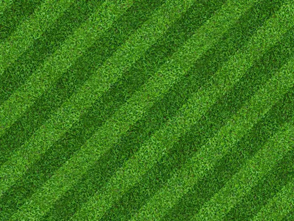 Lawn%20Grass%20(%E0%A6%95%E0%A6%BE%E0%A6%B0%E0%A7%8D%E0%A6%AA%E0%A7%87%E0%A6%9F%20%E0%A6%98%E0%A6%BE%E0%A6%B8)%20Seed/%E0%A6%AC%E0%A7%80%E0%A6%9C-%20200%20Pcs%20Seeds%20-%20Image%207