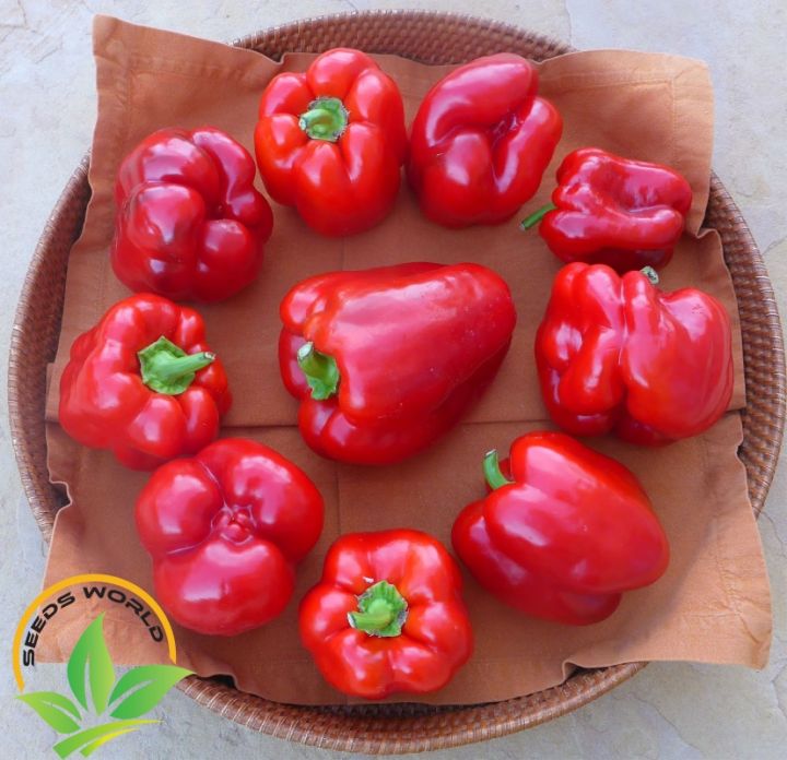 Capcicum%20Green/red/yellow%20mix%20seed%20(20%20seeds)%20-%20Image%205