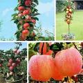 Bonsai Apple Fruit Tree Seeds -15 Pcs Seeds. 