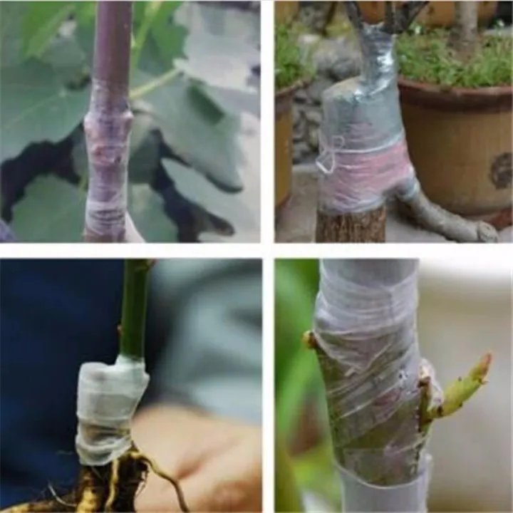 80m%20Nursery%20Grafting%20Stretchable%20Tape%20Self-Adhesive%20For%20Garden%20Tree%20Seedling%20-%20Image%203