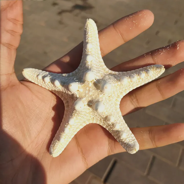 10Pcs%20White%20Knobby%20Star%20Fish%20Natural%20Dried%20Starfish%20Sea%20Star%20Beach%20Craft%20Wedding%20Party%20Home%20Decor%20DIY%20Hanging%20Ornaments%20Photography%20Props%20-%20Image%206