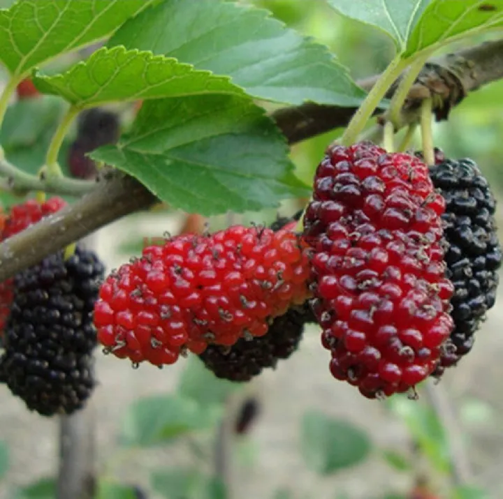 Sweet%20Black%20Malberry%20Fruits%20Seeds%20-%2020+%20Seeds%20All%20Season%20-%20Image%203