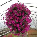 পিটুনিয়া/ Petunia Flower Seed -100 Pcs Mixed Color Petunia Flower Seed For All Season Imported Hybrid Seed.