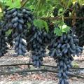 Sapphire grape bonsai rare Shine-Muscat Grape Fruit Bonsai Tree Perennial Indoor Potted Plants & seeds For Home Garden. 