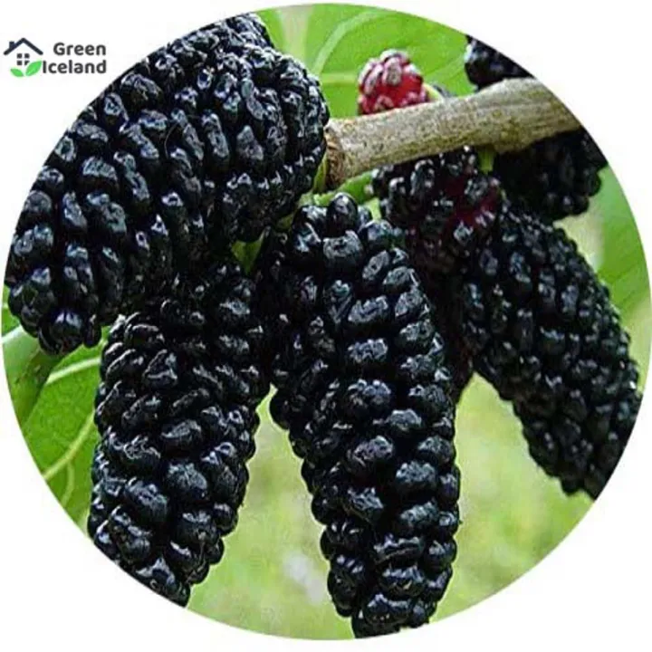 Black Mulberry Seeds - 30 Pcs Seeds (Global Seeds)