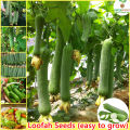 100% Original Luffa Seed Loofah Seeds Organic Vegetable Seeds for Planting (30 Seeds Per Pack) High Yield Vegetables Seeds for Gardening Bonsai Seeds Potted Live Plants for Sale Real Plants Microgreens Seeds Easy To Grow High Germination Rate. 