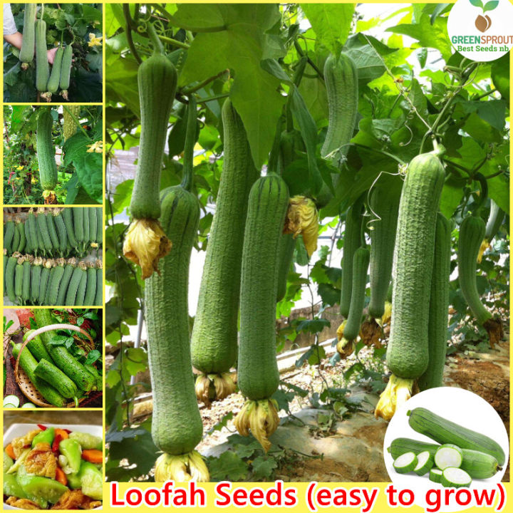 100% Original Luffa Seed Loofah Seeds Organic Vegetable Seeds for Planting (30 Seeds Per Pack) High Yield Vegetables Seeds for Gardening Bonsai Seeds Potted Live Plants for Sale Real Plants Microgreens Seeds Easy To Grow High Germination Rate