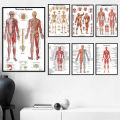Human Skeletal Frame Organs Medical Poster Modern Anatomy Muscle Skeleton Decor Wall Art Canvas Painting Pictures Prints Artwork. 