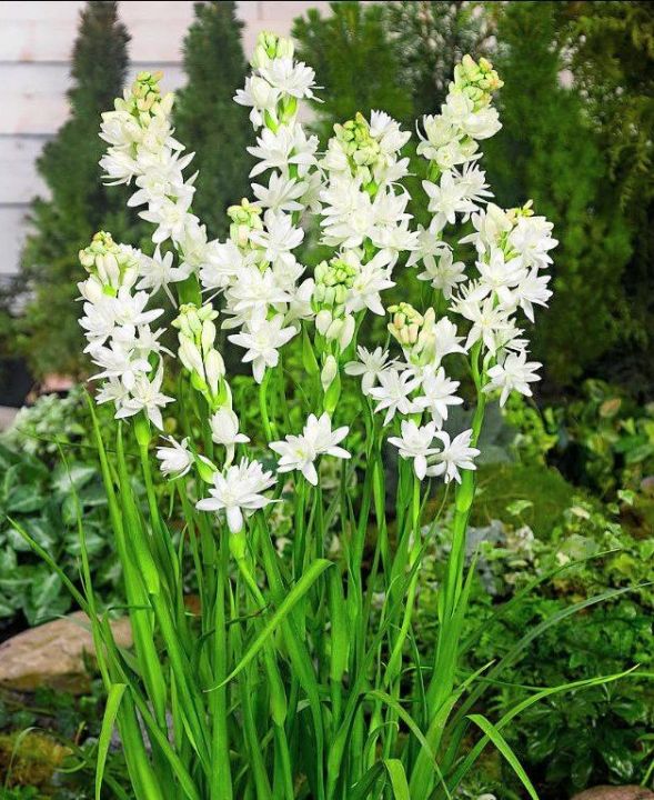 Tuberose Tuber 10Pcs