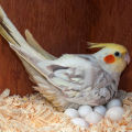 Square Big Size Breeding Box for Cockatiel or Macao Parrot with Perch Attached. 