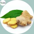 Global Ginger Seeds- 20 Pcs Seeds. 